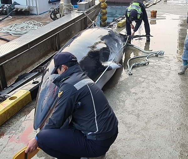 속초해경이 24일 오전 동해상에서 혼획된 밍크고래의 길이를 측정하고 있다.(사진=속초해양경찰서)