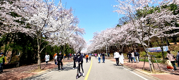 ▲ 인천대공원 벚꽃과 시민들 모습 (사진=김형만 기자)